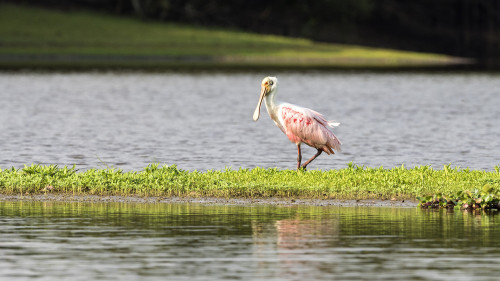 Roseate Spoonbill / Rosa Löffler   (Klicken zum öffnen)