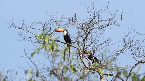 Toco Toucan / Tukan   (Klicken zum öffnen)