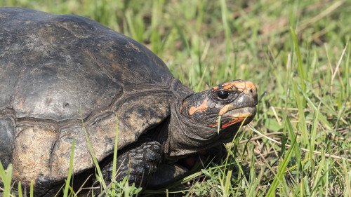 Turtle / Landschildkröte (Art unklar)   (Klicken zum öffnen)