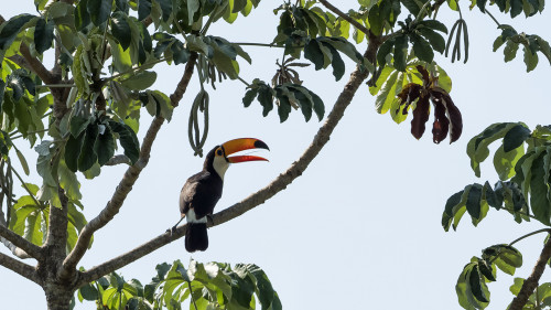 Toco Toucan / Tukan   (Klicken zum öffnen)