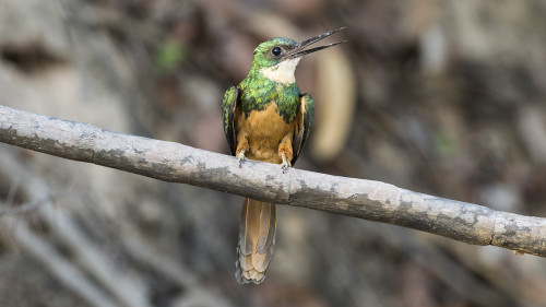 Rufous-tailed Jacamar   (Klicken zum öffnen)