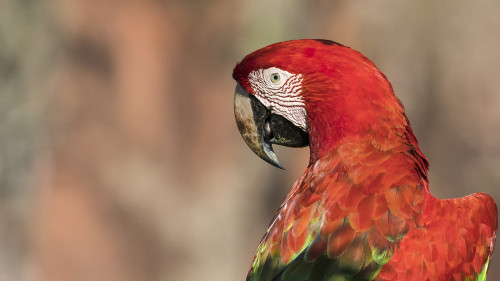 Red and green Macaw / Roter Ara   (Klicken zum öffnen)