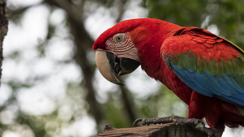 Red and green Macaw / Roter Ara   (Klicken zum öffnen)