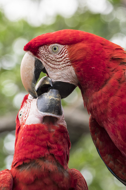 Red and green Macaw / Roter Ara   (Klicken zum öffnen)