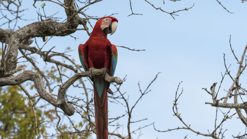 Red and green Macaw / Roter Ara   (Klicken zum öffnen)