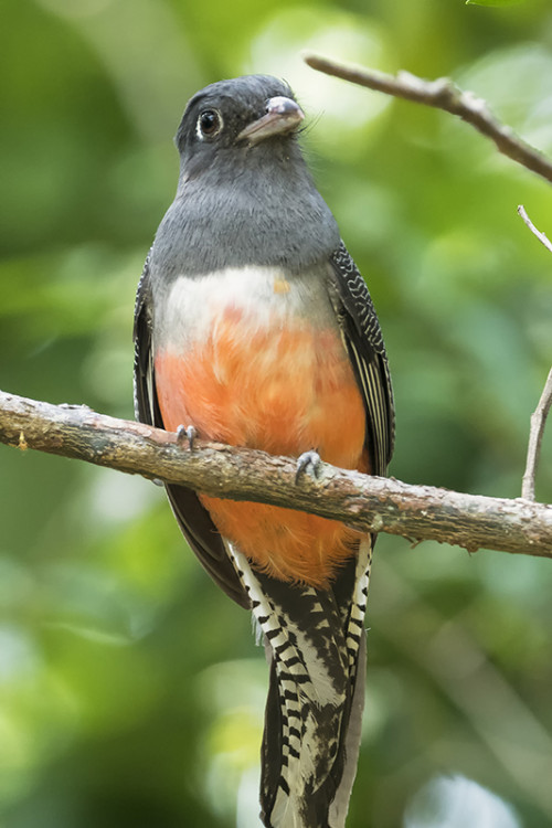 Blue-crowned Trogon / Blau gekrönter Trogon   (Klicken zum öffnen)