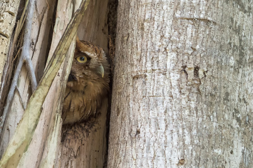 Tropical Screech-Owl / Tropische Kreischeule   (Klicken zum öffnen)