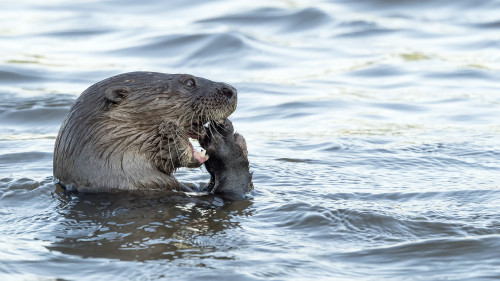 Neotropical Otter / Fischotter mit Beute   (Klicken zum öffnen)