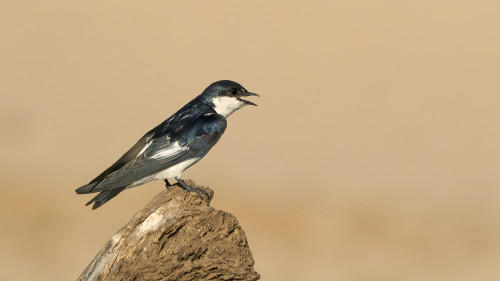 White-winged Swallow / Weissflügelige Schwalbe   (Klicken zum öffnen)