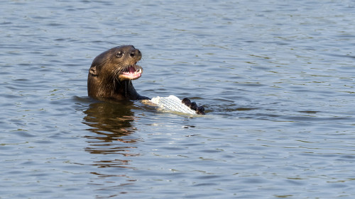 Giant Otter / Riesenotter mit Beute   (Klicken zum öffnen)