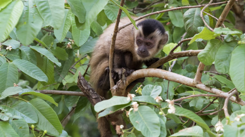 Hooded Capuchin Monkey / Kapuzineraffe   (Klicken zum öffnen)