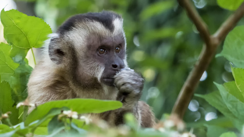 Hooded Capuchin Monkey / Kapuzineraffe   (Klicken zum öffnen)