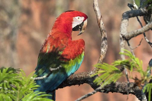 Red and green Macaw / Roter Ara   (Klicken zum öffnen)