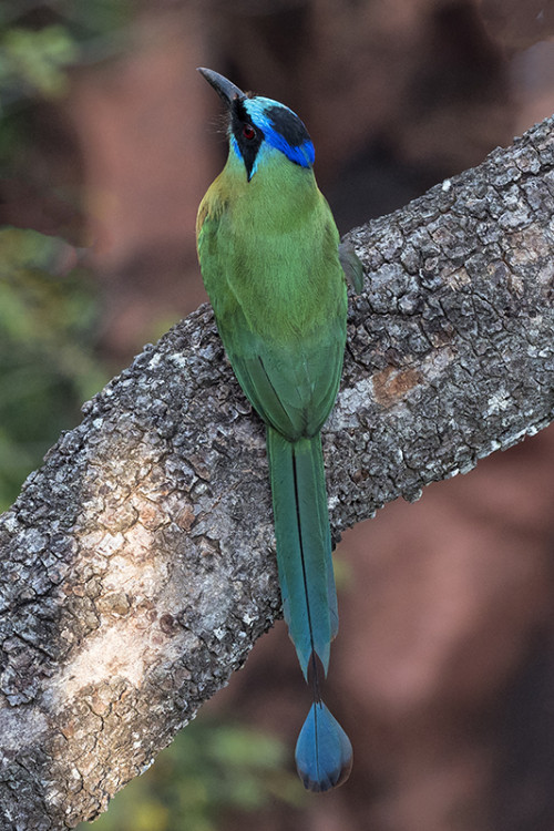 Amazonian Motmot   (Klicken zum öffnen)