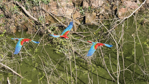 Red and green Macaw / Roter Ara   (Klicken zum öffnen)