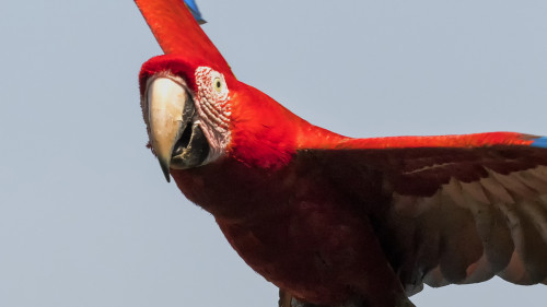 Red and green Macaw / Roter Ara   (Klicken zum öffnen)