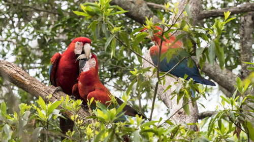 Red and green Macaw / Roter Ara   (Klicken zum öffnen)