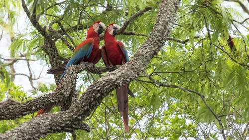 Red and green Macaw / Roter Ara   (Klicken zum öffnen)