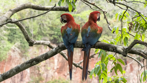 Red and green Macaw / Roter Ara   (Klicken zum öffnen)