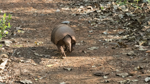 Yellow Armadillo / Gelbes Gürteltier   (Klicken zum öffnen)