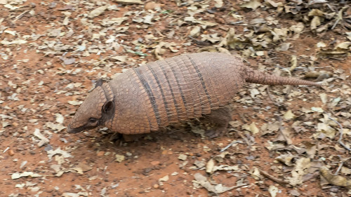 Yellow Armadillo / Gelbes Gürteltier   (Klicken zum öffnen)