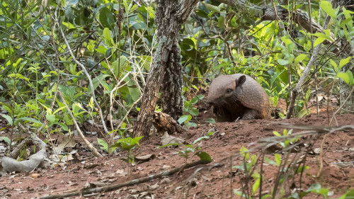 Yellow Armadillo / Gelbes Gürteltier   (Klicken zum öffnen)