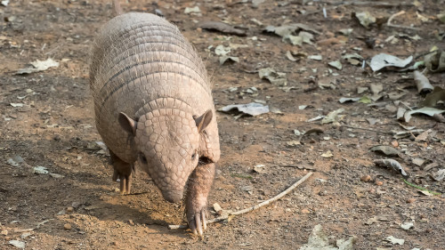 Yellow Armadillo / Gelbes Gürteltier   (Klicken zum öffnen)