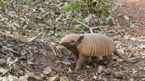 Yellow Armadillo / Gelbes Gürteltier   (Klicken zum öffnen)