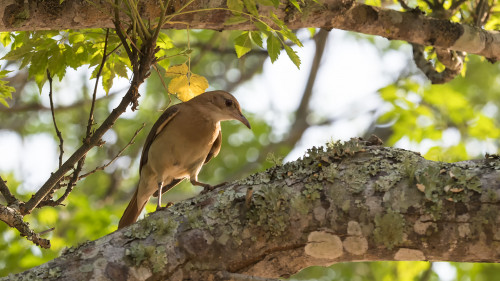 Rufous Hornero / Töpfervogel   (Klicken zum öffnen)