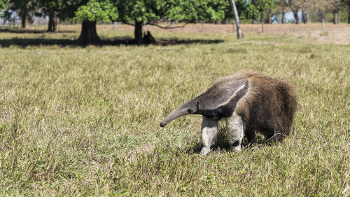 Giant Anteater / Ameisenbär   (Klicken zum öffnen)