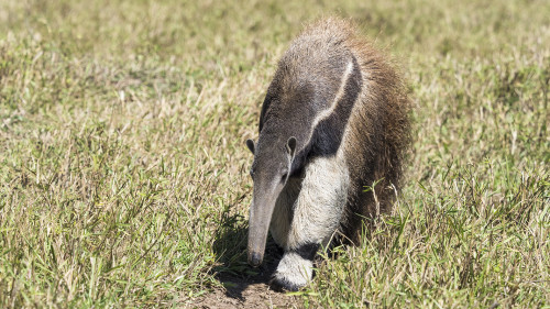 Giant Anteater / Ameisenbär   (Klicken zum öffnen)