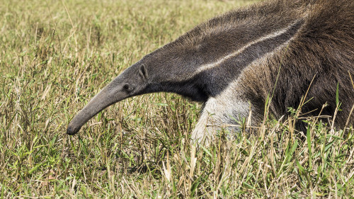 Giant Anteater / Ameisenbär   (Klicken zum öffnen)