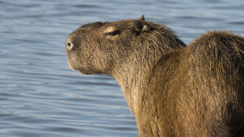 Capybara / Wasserschwein   (Klicken zum öffnen)