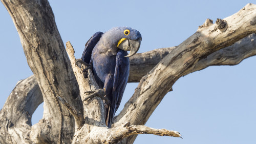 Hyacinth Macaw / Hyazinth Ara   (Klicken zum öffnen)