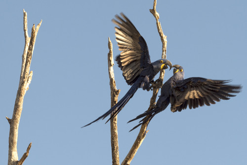 Hyacinth Macaw / Hyazinth Ara   (Klicken zum öffnen)