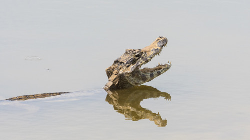 Yacare Caiman / Cayman   (Klicken zum öffnen)