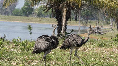 Greater Rhea / Nandu   (Klicken zum öffnen)