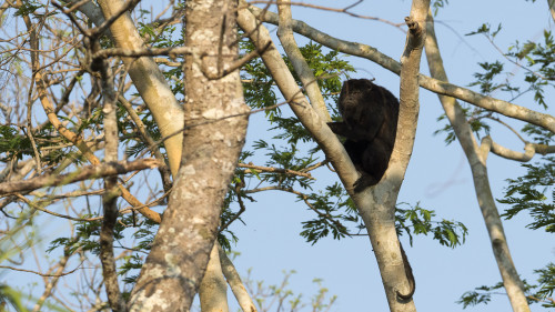 Black Howler Monkey / Brüllaffe   (Klicken zum öffnen)