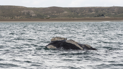 Die Wale halten sich sehr nahe der Küste auf   (Klicken zum öffnen)