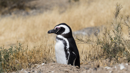 Magellanpinguin   (Klicken zum öffnen)