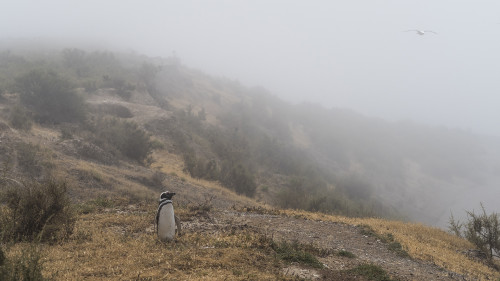 Pinguin im Nebel, Möwe im Blindflug   (Klicken zum öffnen)