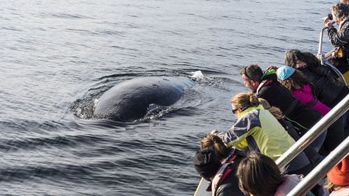 Die Wale sind sehr neugierig, was ihnen bei Walfängern zum Verhängnis wurde   (Klicken zum öffnen)