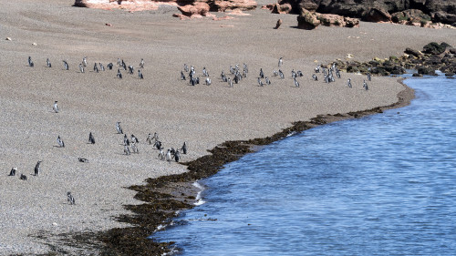 Pinguinkolonie in Punta Tombo   (Klicken zum öffnen)