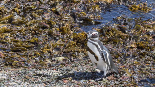 Magellanpinguin   (Klicken zum öffnen)