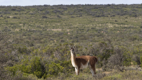 Guanako in der Pampa   (Klicken zum öffnen)