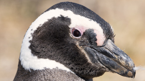 Magellanpinguin   (Klicken zum öffnen)