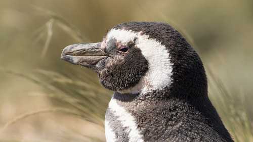Bei der Nahrungssuche Tauchen die Pinguine 50 bis 100 Meter tief   (Klicken zum öffnen)