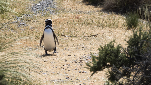 Die Pinguine legen regelrechte Wege an   (Klicken zum öffnen)