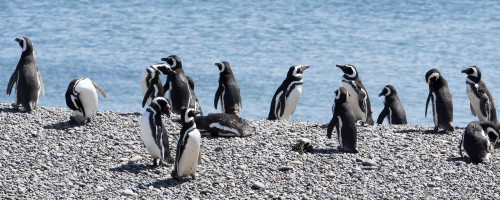 In Punta Tombo soll es mehr als 250'000 Brutpaare geben   (Klicken zum öffnen)