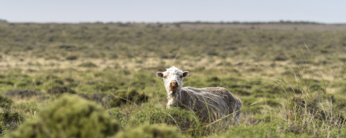Auf der Peninsula leben die Schafe auf riesigen Weiden   (Klicken zum öffnen)